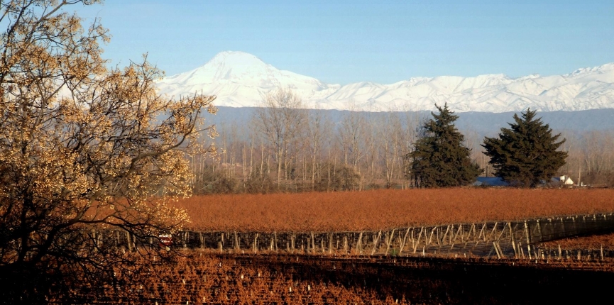 Mendoza